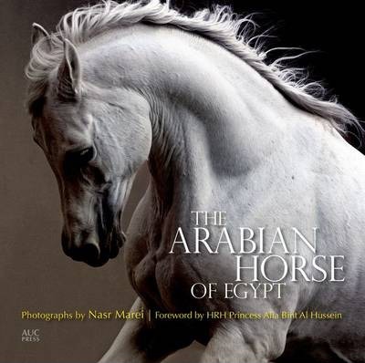 Arabian Horse of Egypt