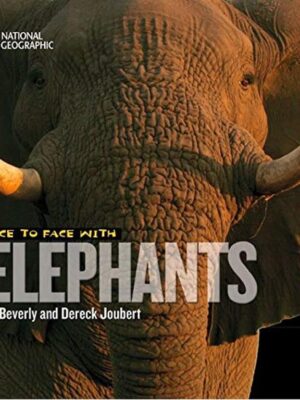 Face to Face Elephants