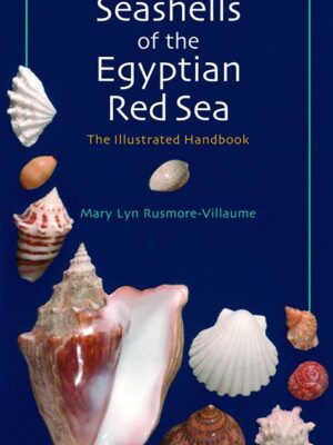Seashells of the Egyptian Red