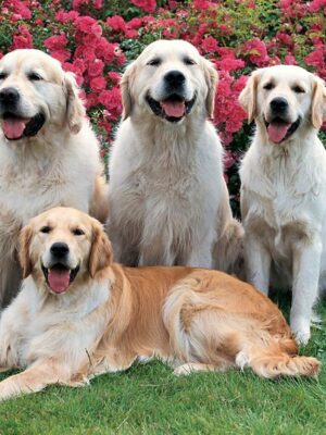 Golden Retrievers 500pcs puzzl