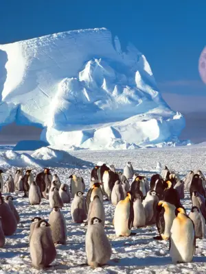 Penguin Party 1000pcs puzzle