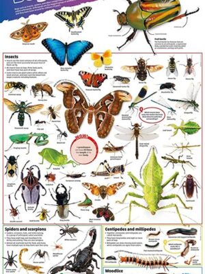 Bugs Poster
