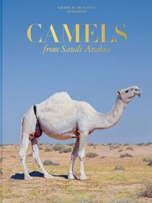 Camels from Saudi Arabia